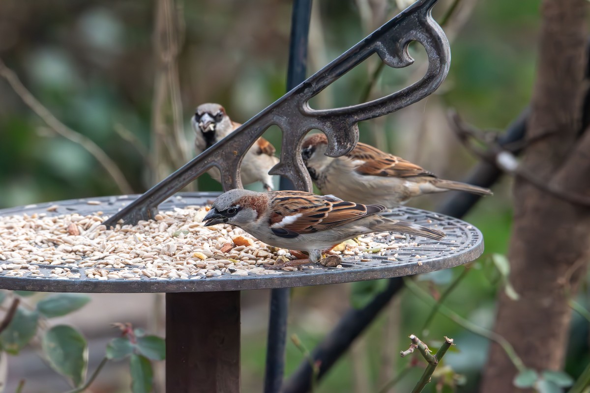 イエスズメ - ML647496200