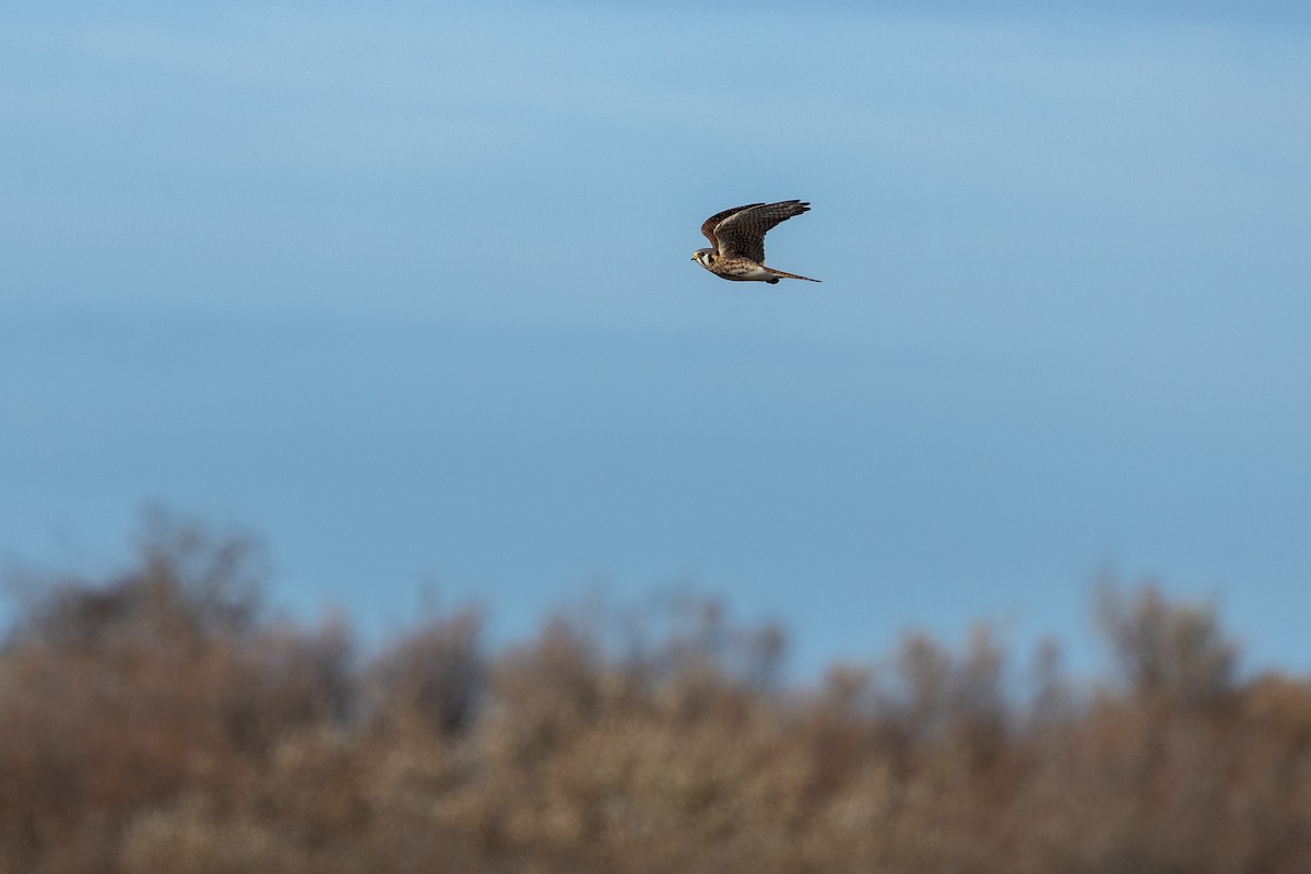 アメリカチョウゲンボウ - ML647496201