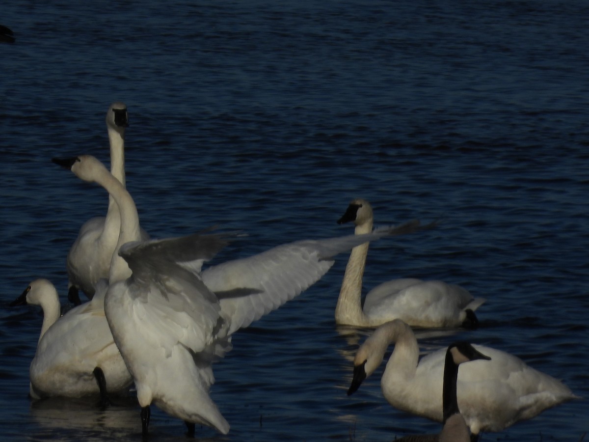 コハクチョウ - ML647496202