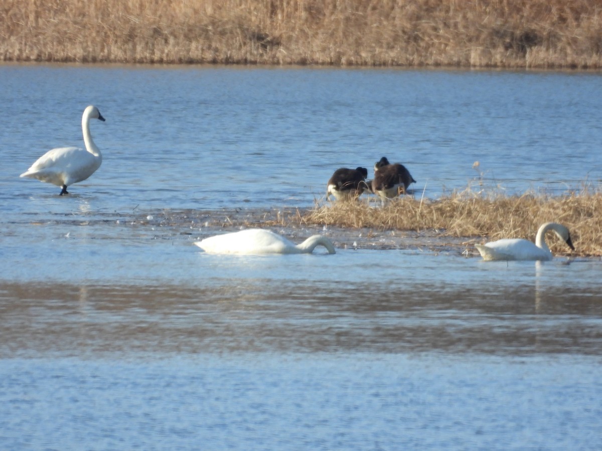 コハクチョウ - ML647496203