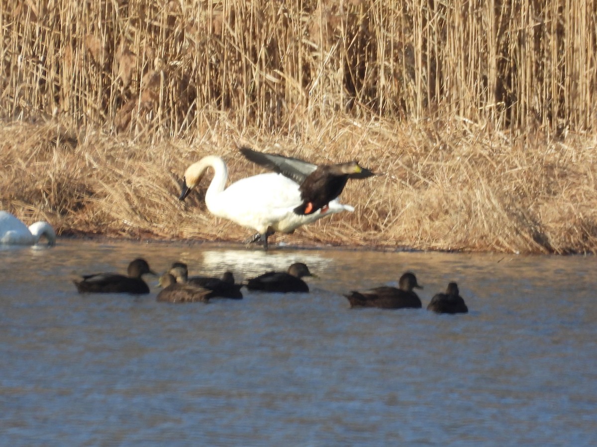 コハクチョウ - ML647496205
