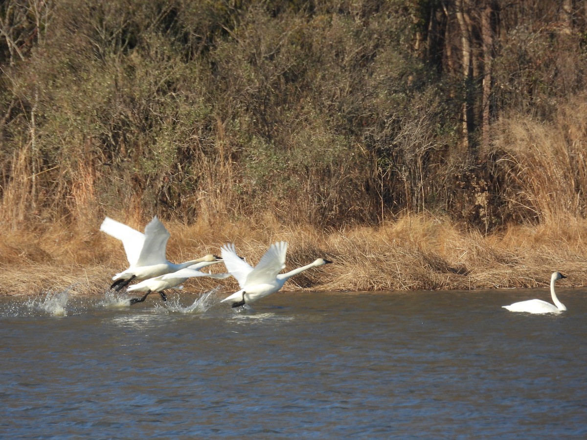 コハクチョウ - ML647496206