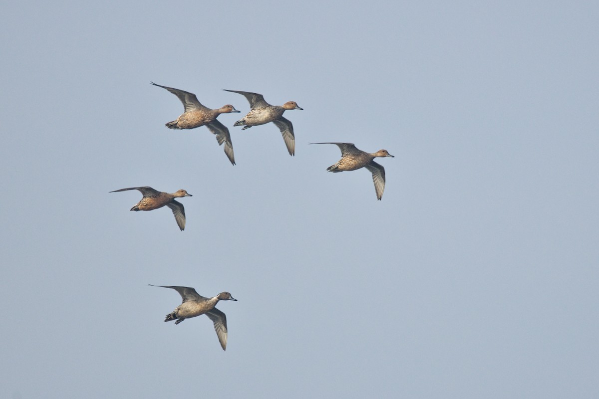 Canard pilet - ML647496221