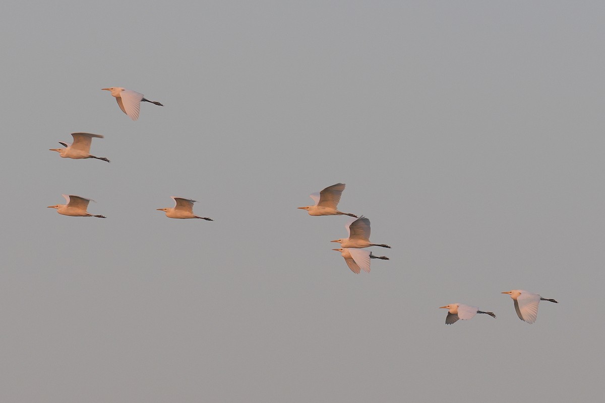 ニシアマサギ - ML647496222