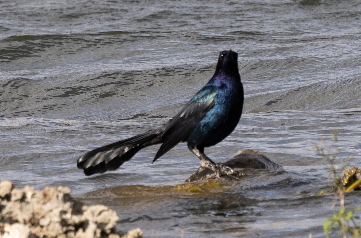 キタオナガクロムクドリモドキ - ML647496223