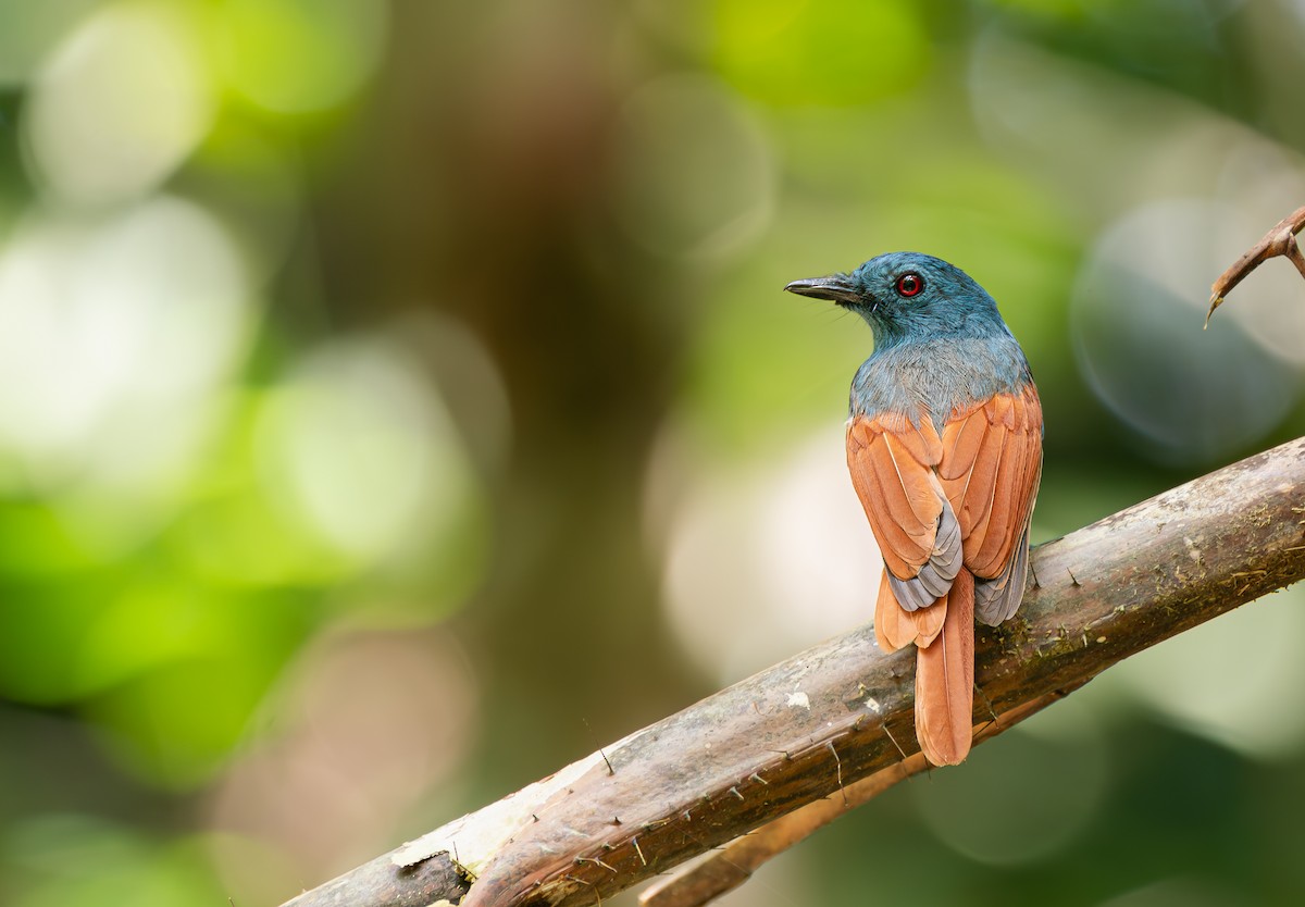 チャバネアカメヒタキ - ML647496224