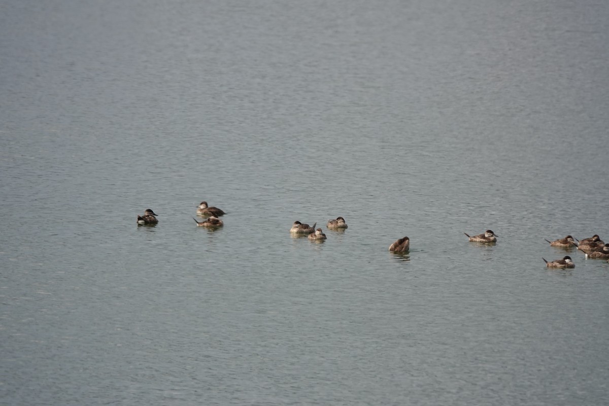 アカオタテガモ - ML647496228