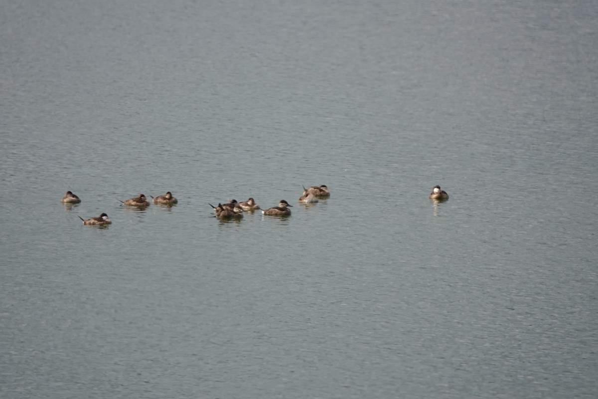 アカオタテガモ - ML647496229