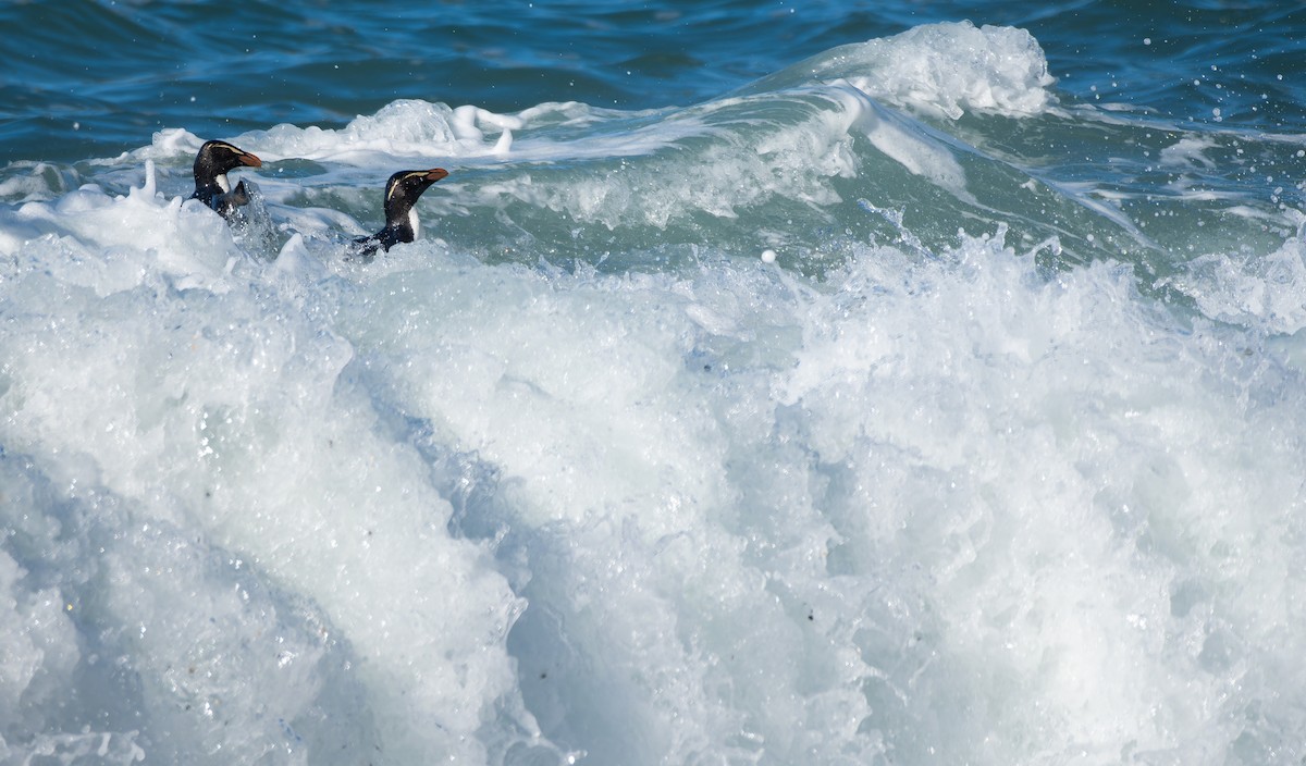 Gorfou du Fiordland - ML647496230