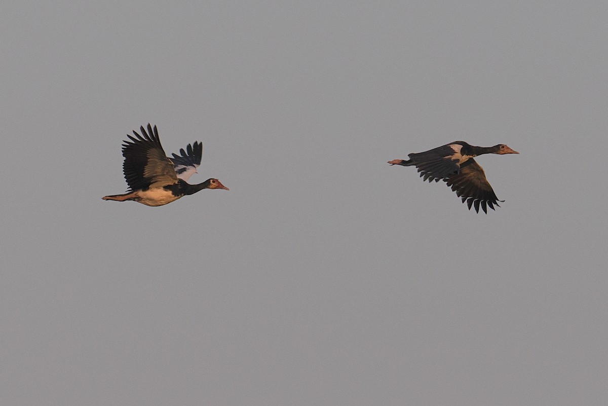 Oie-armée de Gambie (gambensis) - ML647496231