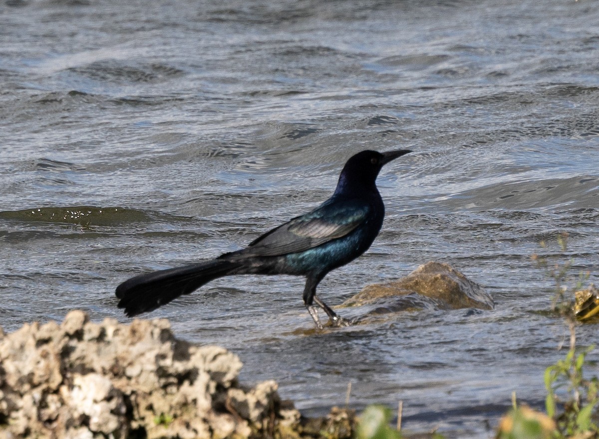 Quiscale des marais - ML647496232