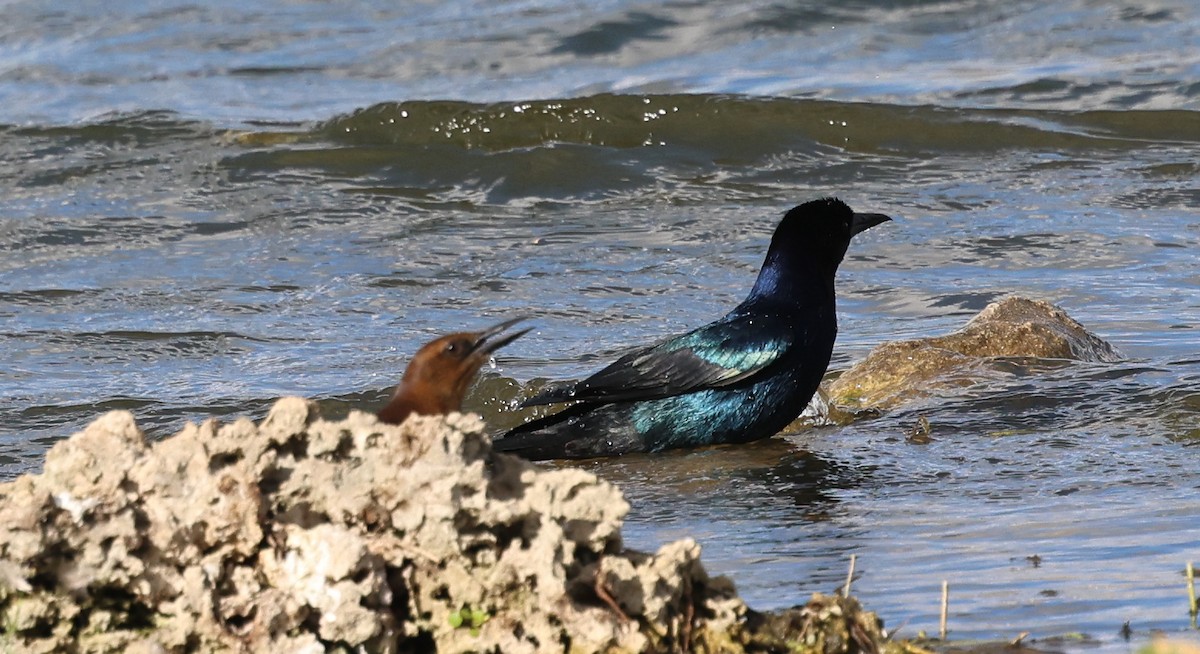 Quiscale des marais - ML647496233