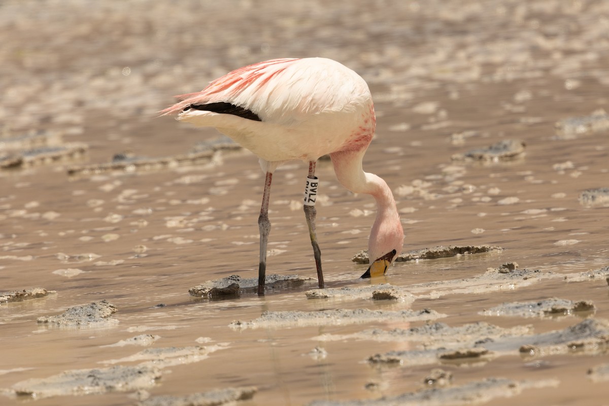 Flamant de James - ML647496234