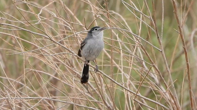 Gobemoucheron à queue noire - ML647496236
