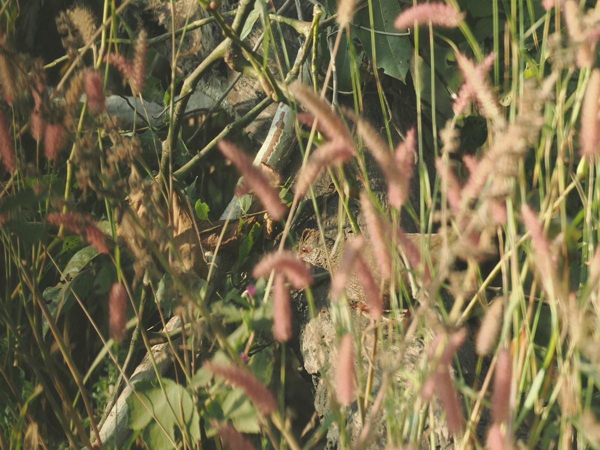 イシシャコ（petrosus） - ML647496237