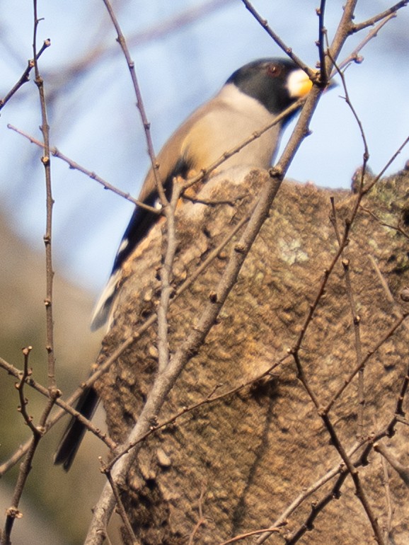 Gros-bec migrateur - ML647496238