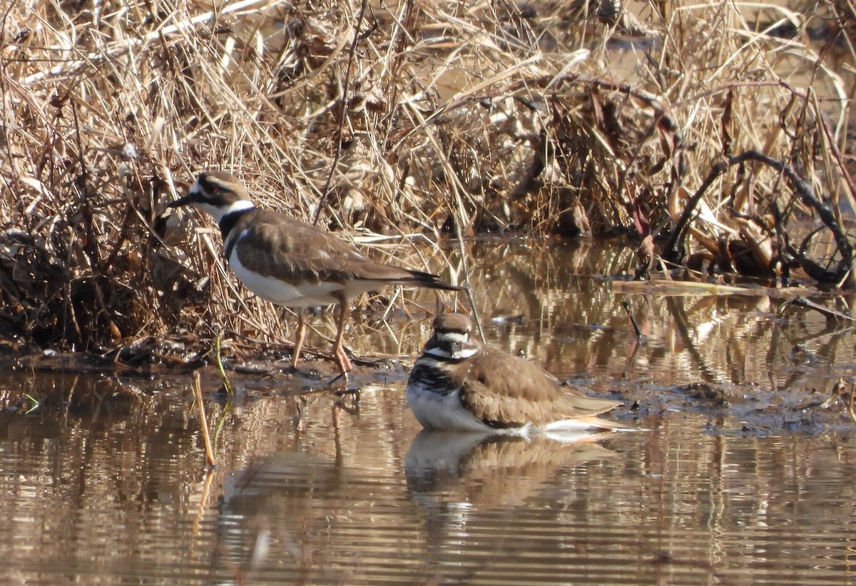 Pluvier kildir - ML647496239