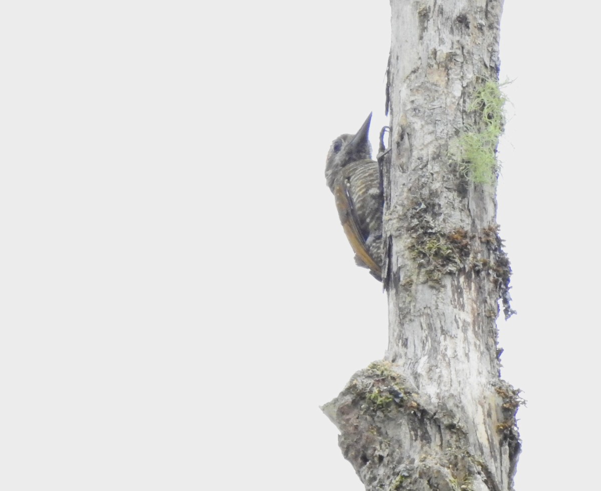 Pic passerin - ML647496240