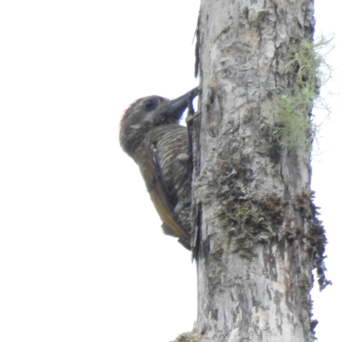 Pic passerin - ML647496241