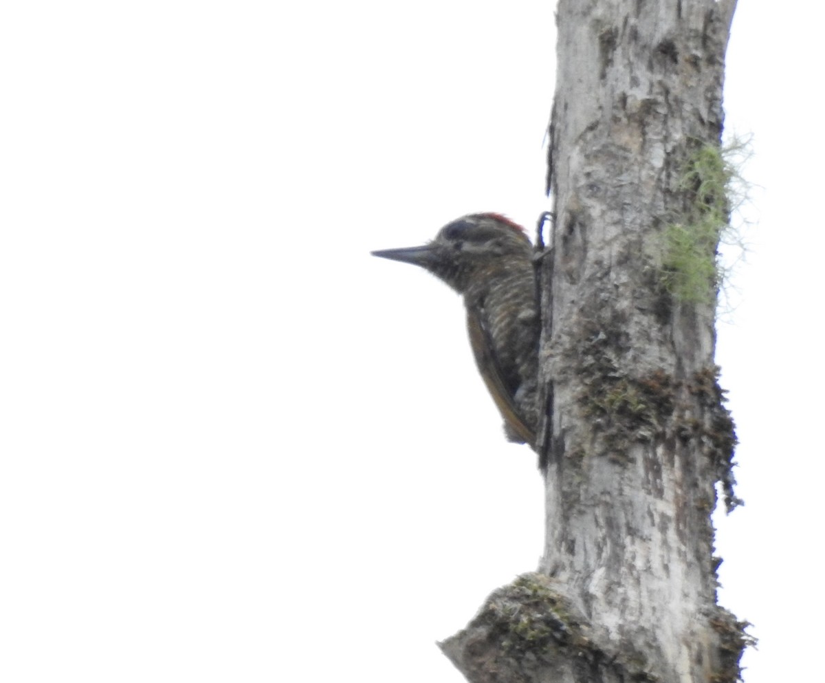 Pic passerin - ML647496242