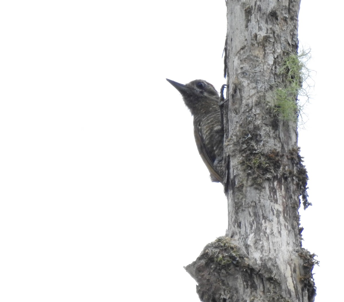 Pic passerin - ML647496243