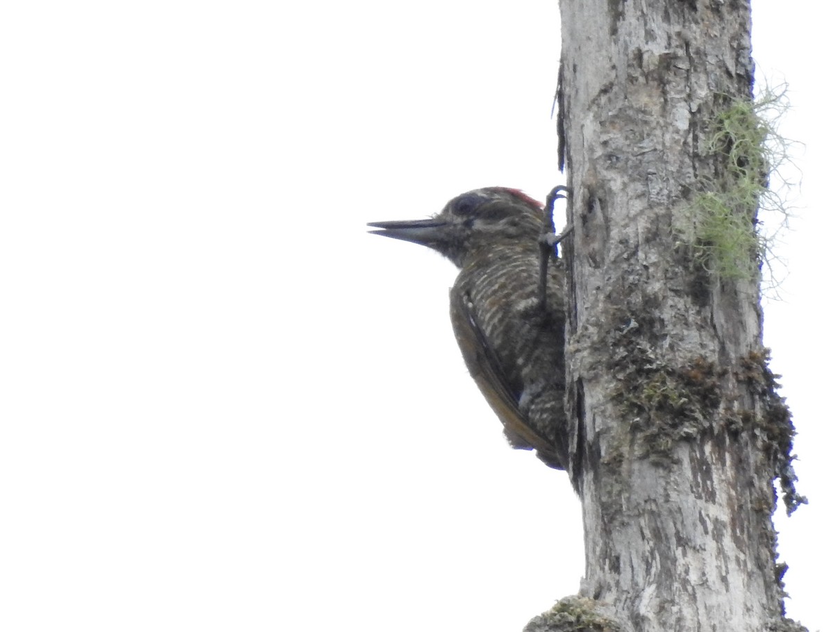 Pic passerin - ML647496244