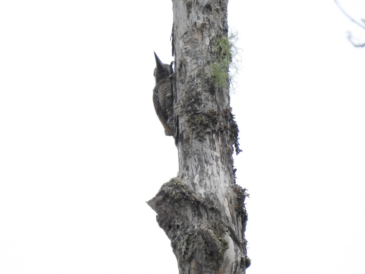 Pic passerin - ML647496245