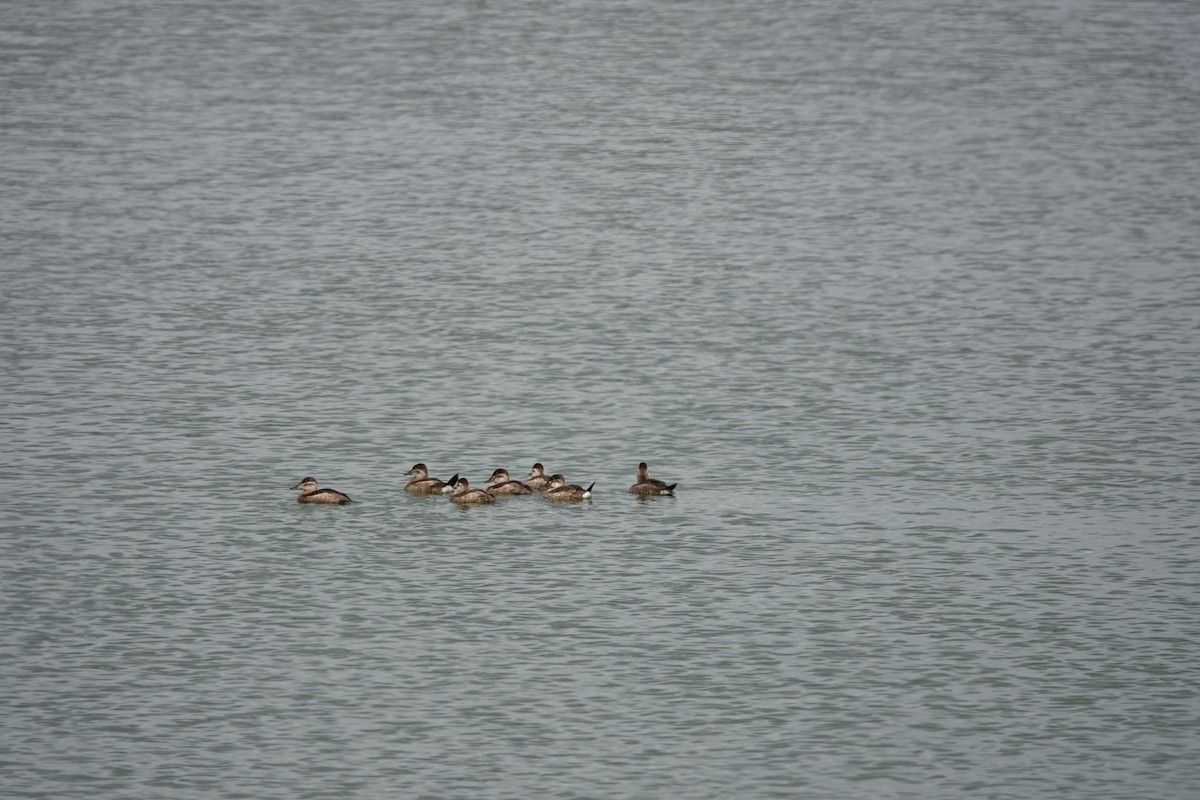 Érismature rousse - ML647496247