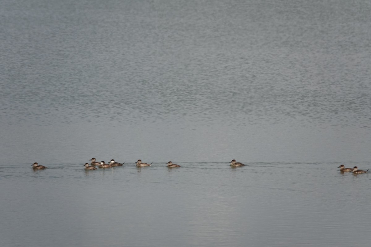 Érismature rousse - ML647496250