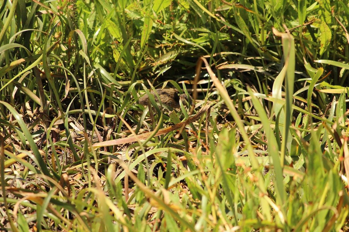 Râle tiklin - ML647496254