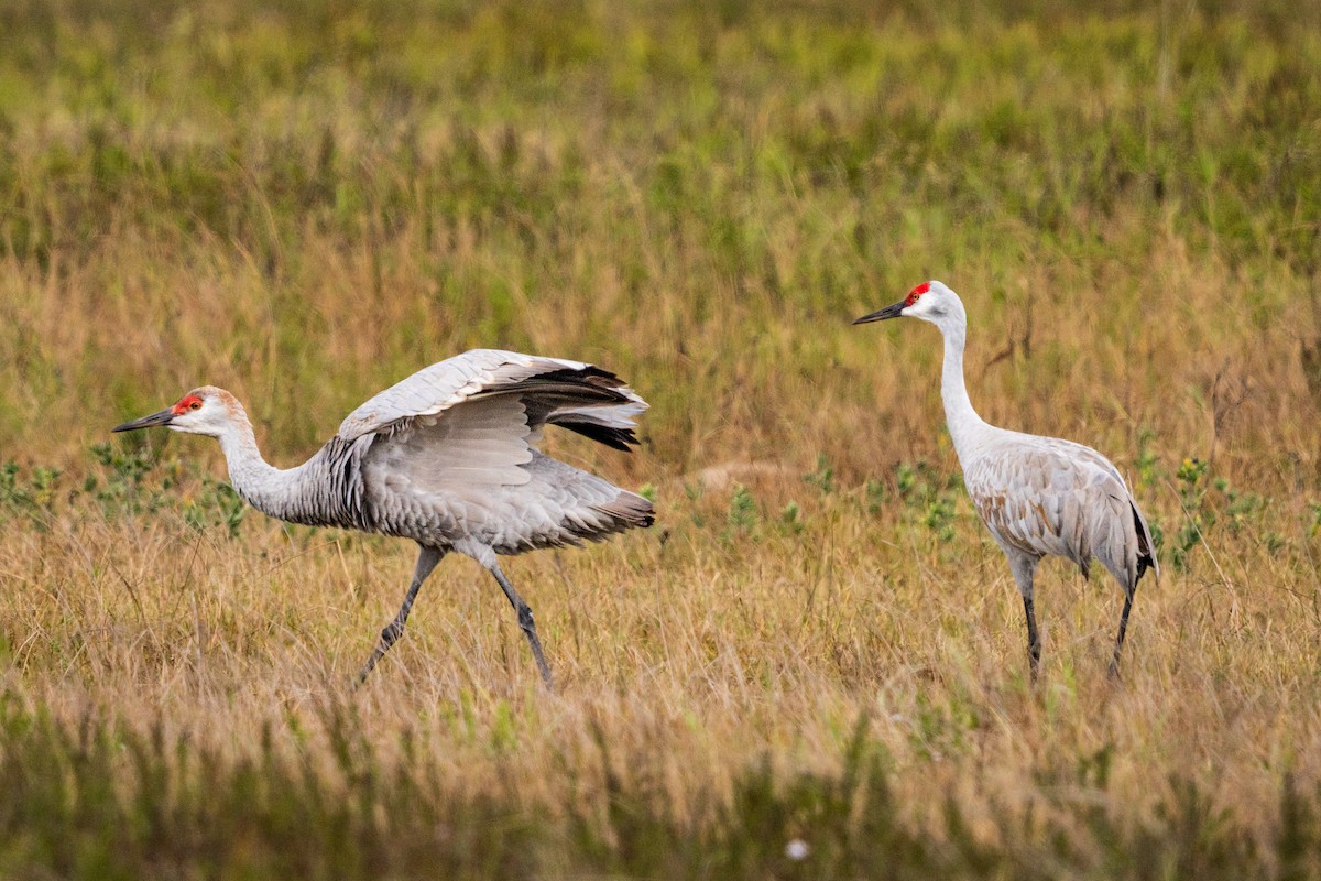 Grue du Canada - ML647496255