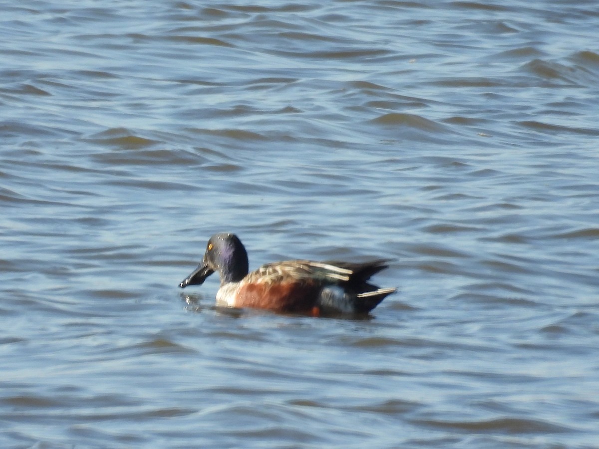 Canard souchet - ML647496256