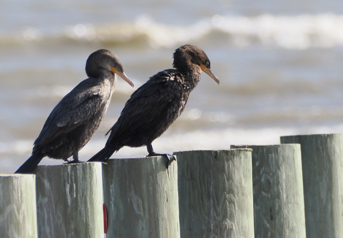 Cormoran vigua - ML647496258