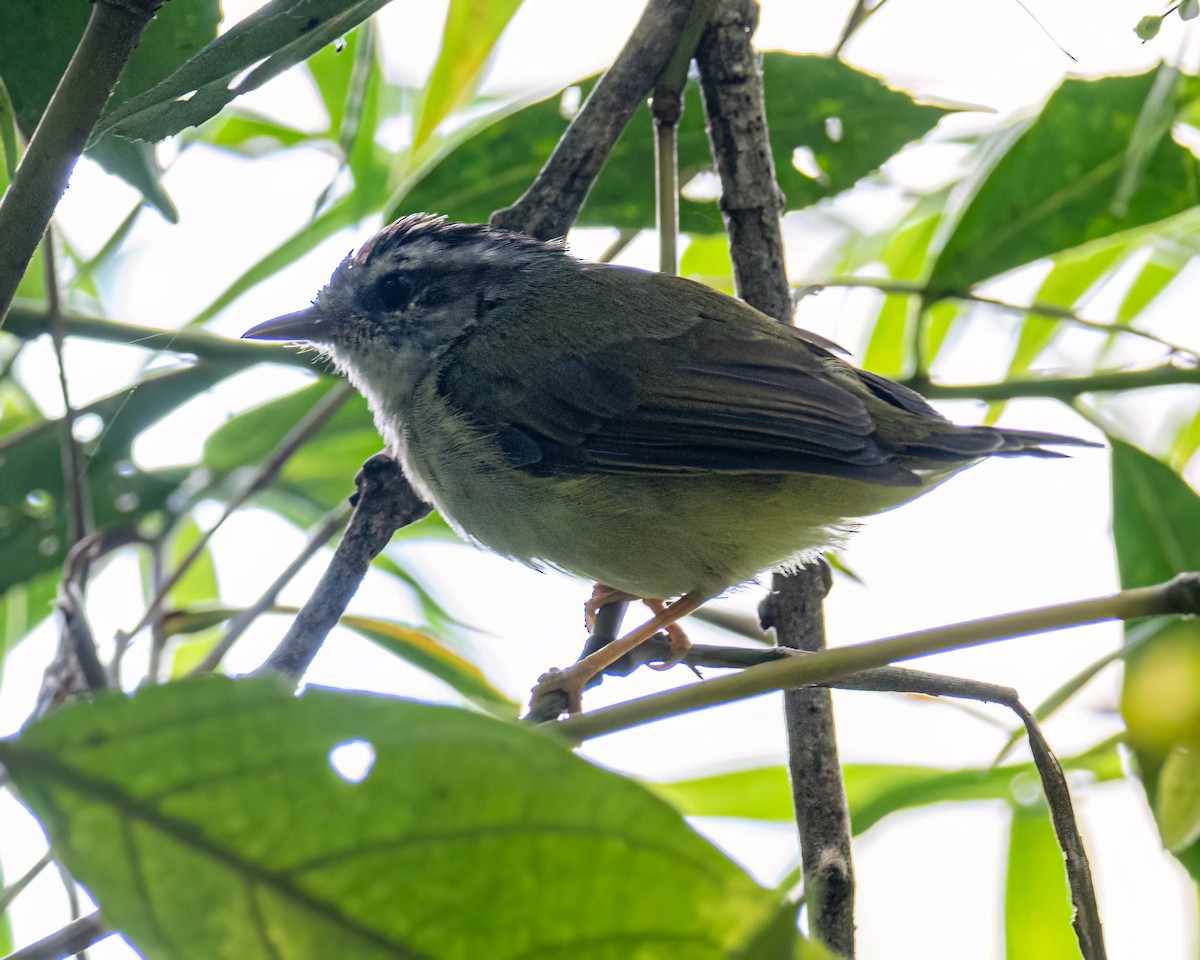 Paruline à couronne dorée - ML647496259