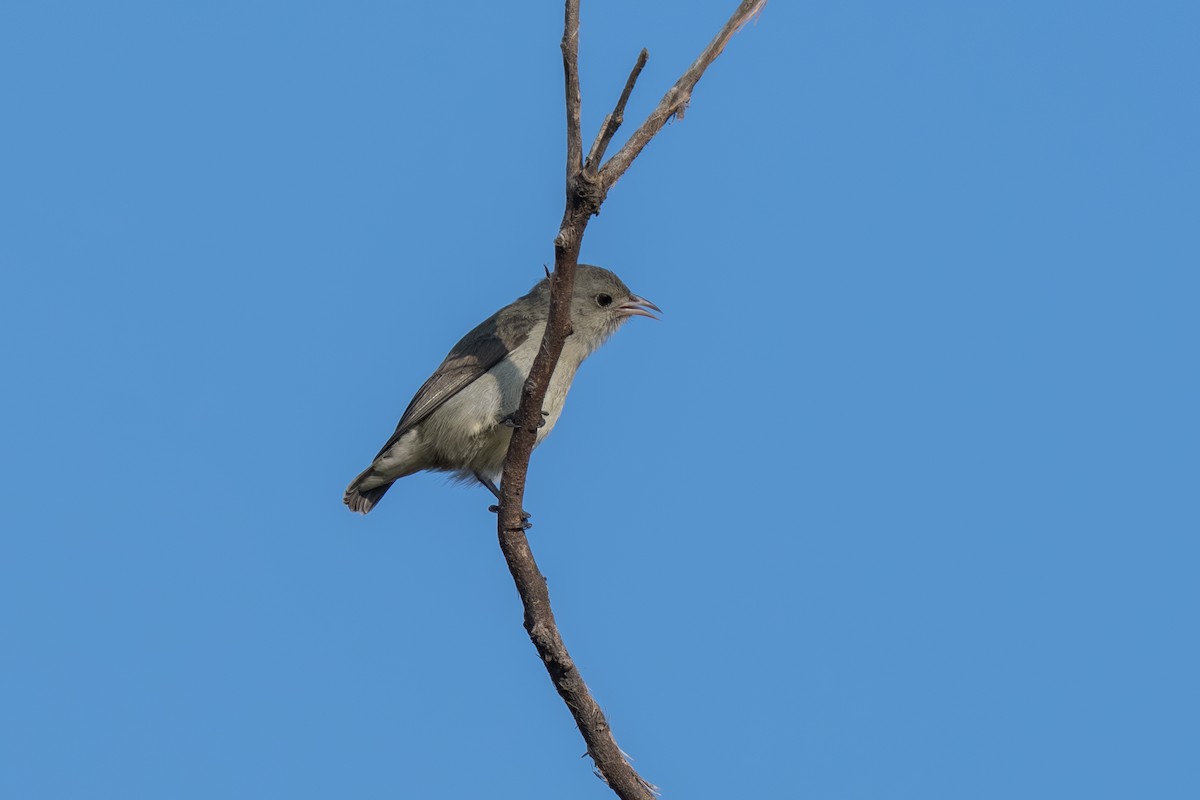 Dicée à bec rouge - ML647496260