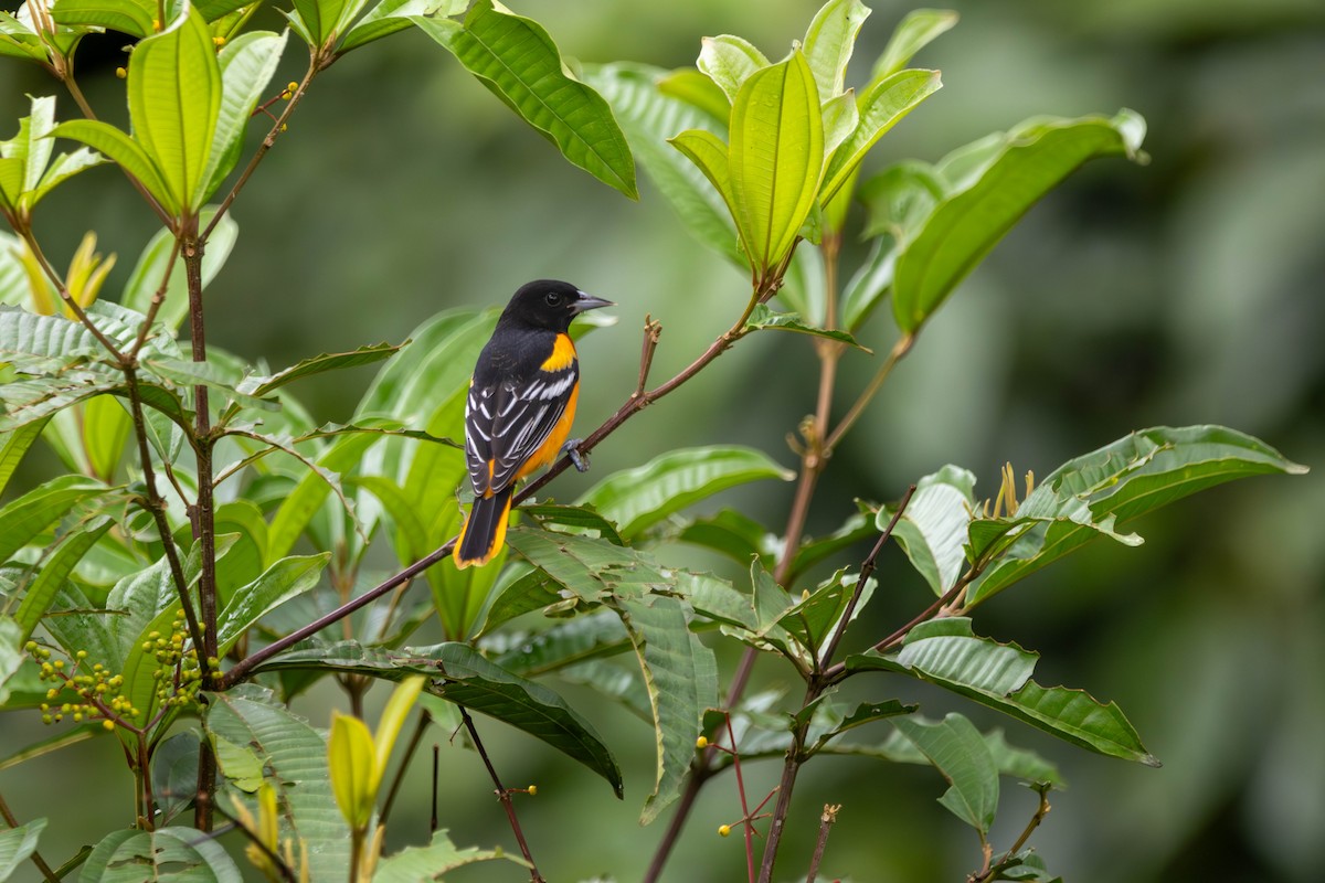 Oriole de Baltimore - ML647496261