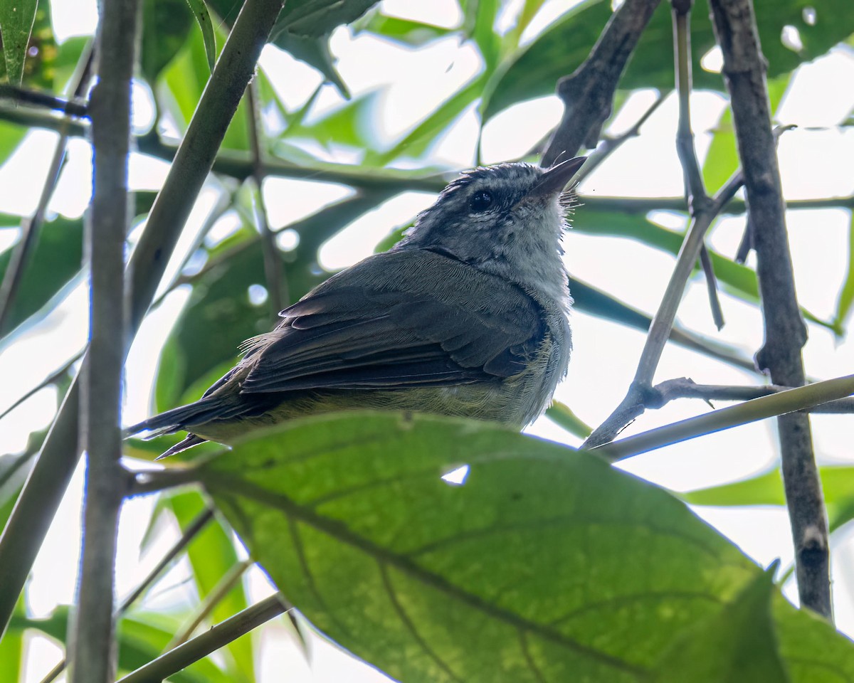 Paruline à couronne dorée - ML647496262