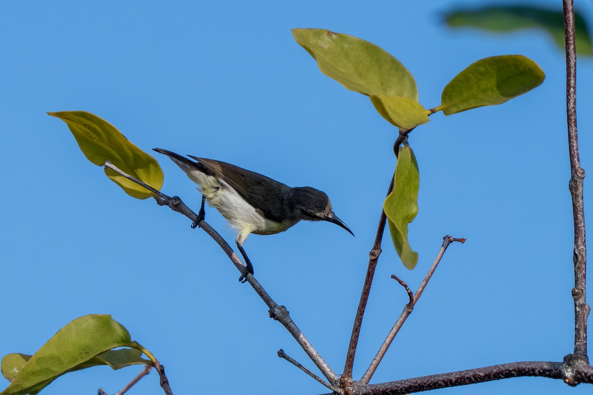 Souimanga à croupion pourpre - ML647496263
