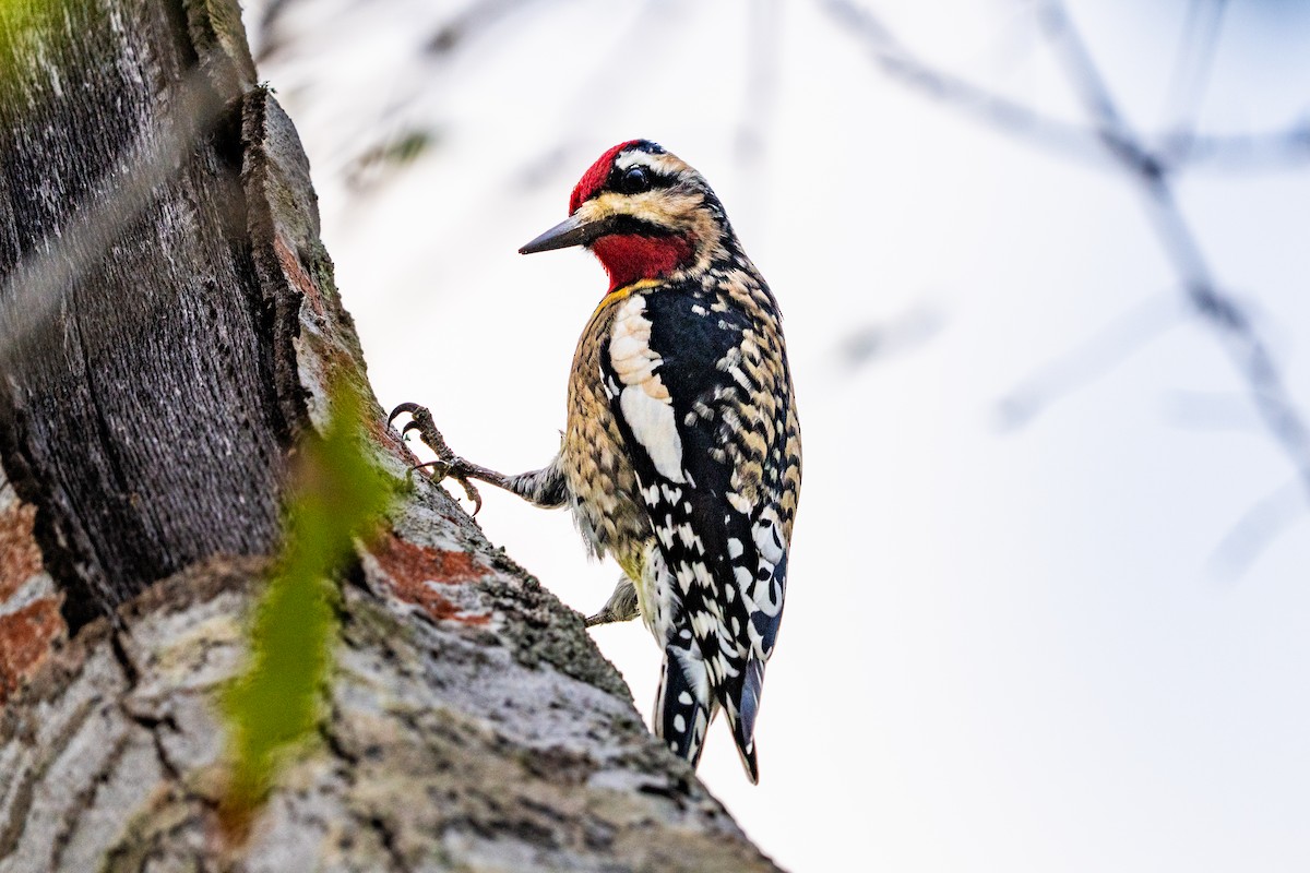 Pic maculé - ML647496264