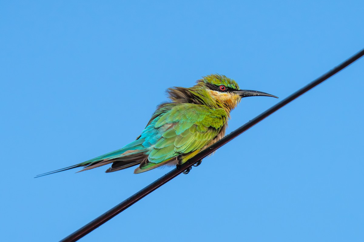 Guêpier à queue d'azur - ML647496265