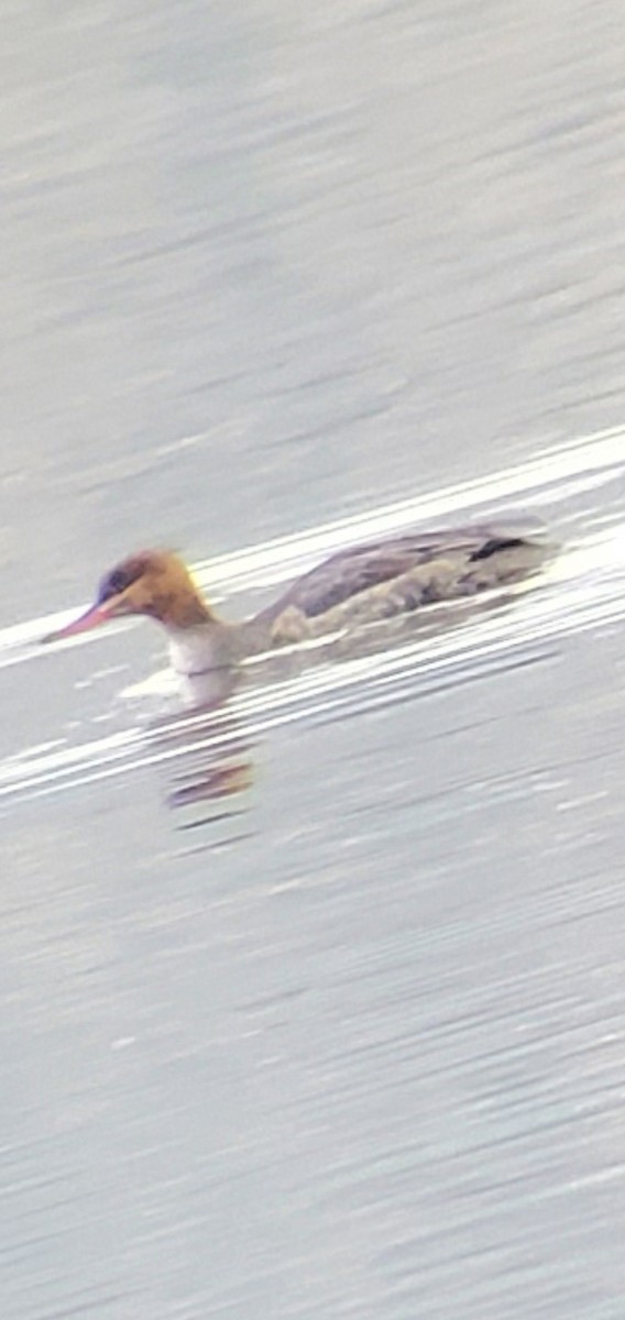 紅胸秋沙 - ML647496268