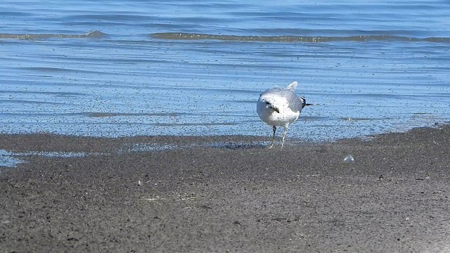 Мартин каліфорнійський - ML647496276