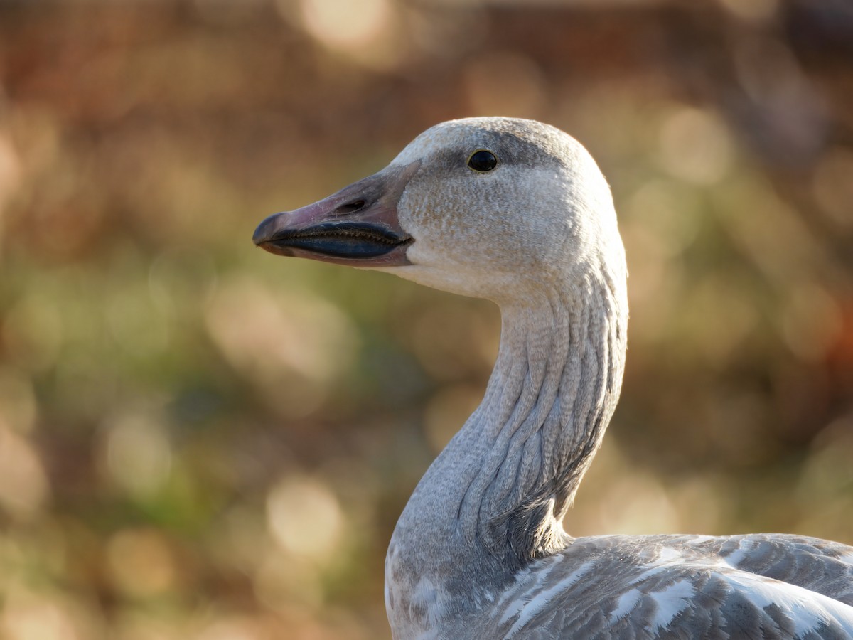 Snow Goose - ML647496283