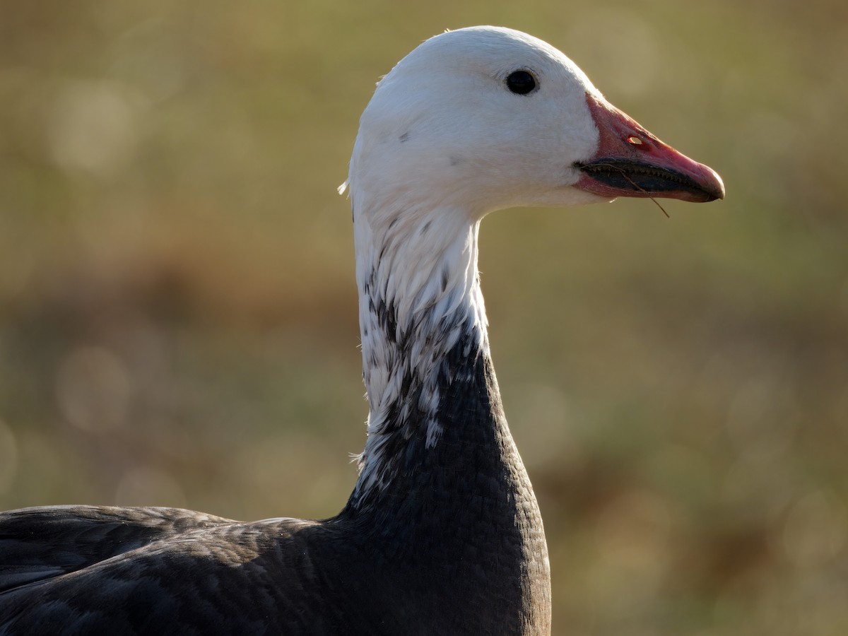 Snow Goose - ML647496285
