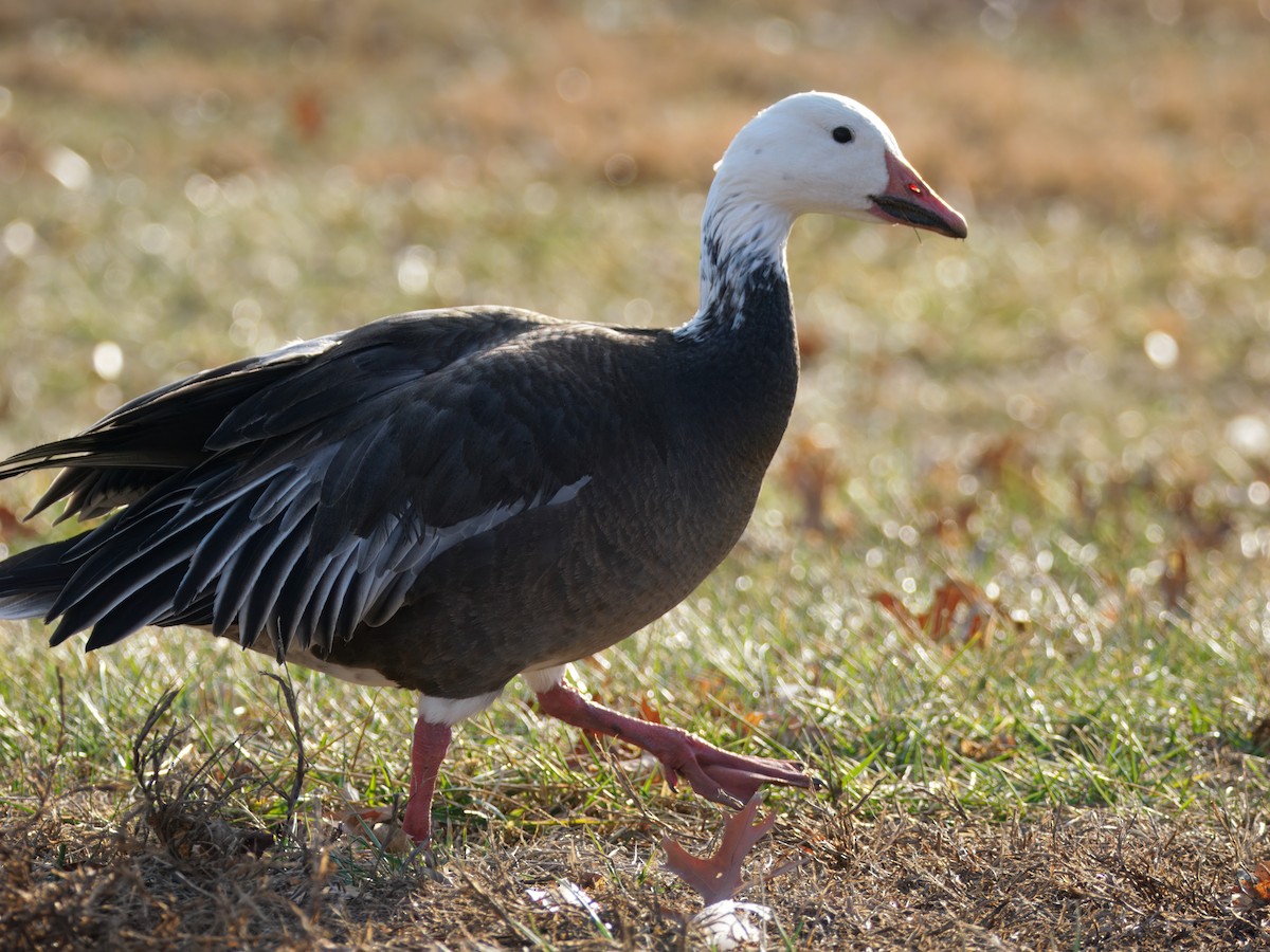 Snow Goose - ML647496286