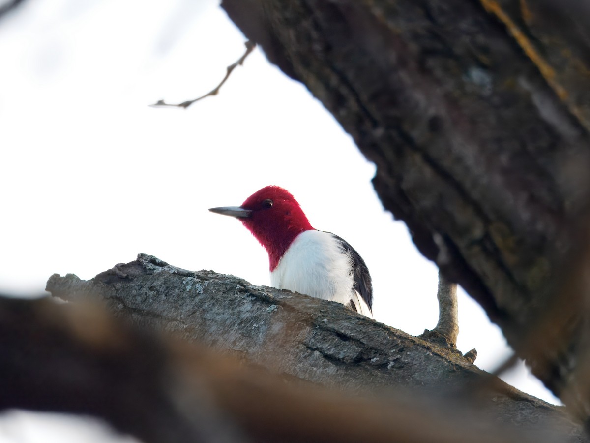 Red-headed Woodpecker - ML647496291