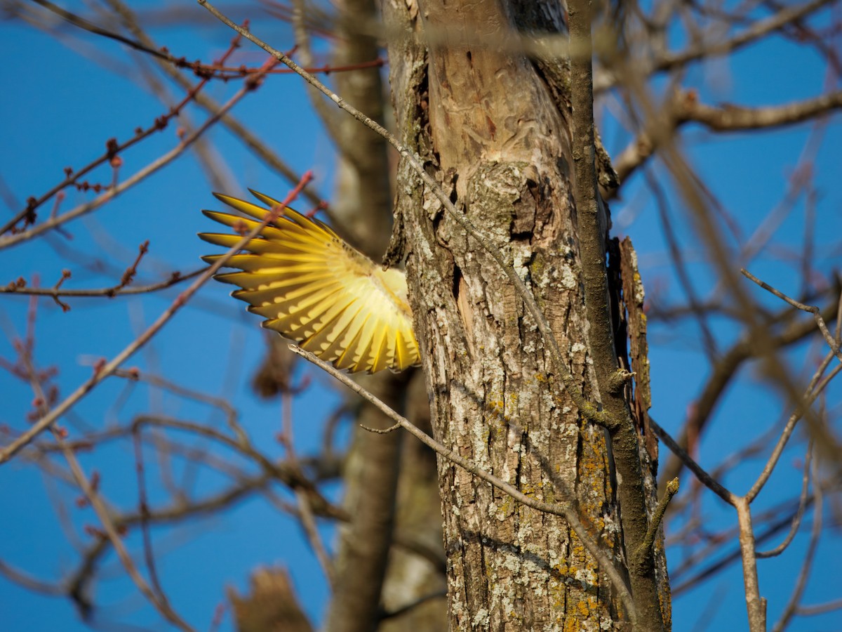 Northern Flicker - ML647496293