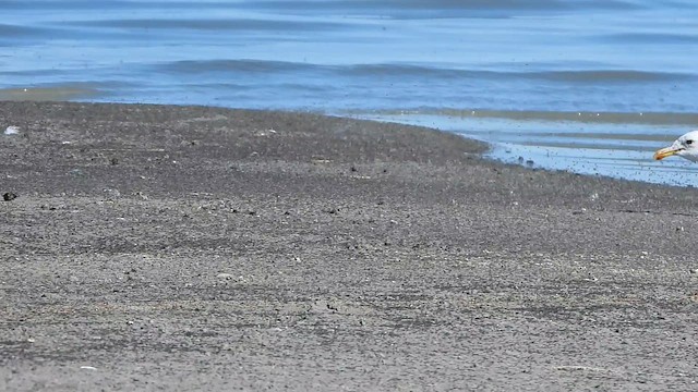 Мартин каліфорнійський - ML647496295