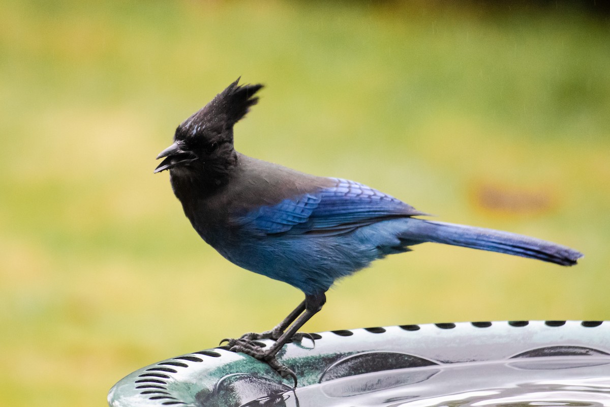 Steller's Jay - ML647496296