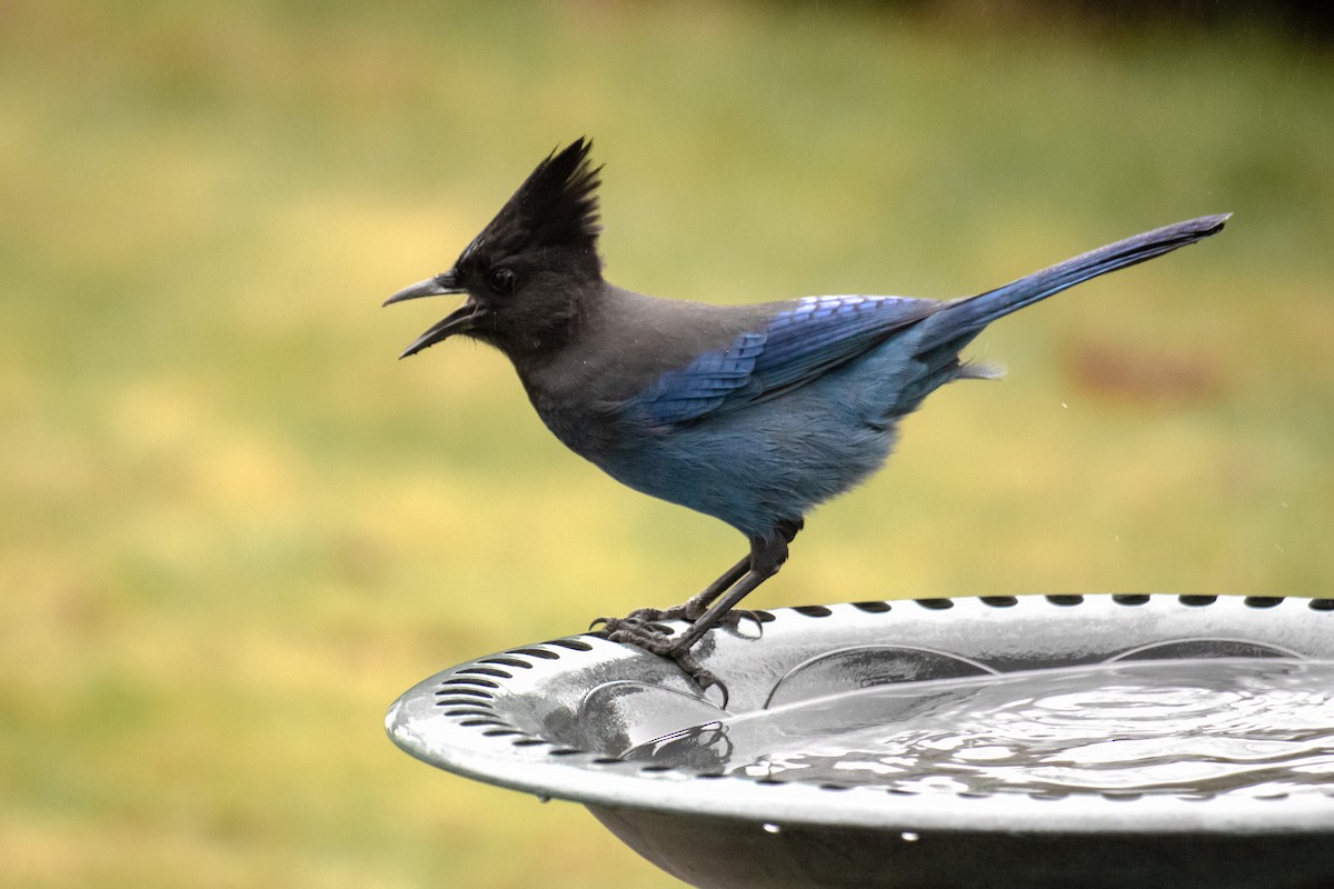 Steller's Jay - ML647496297